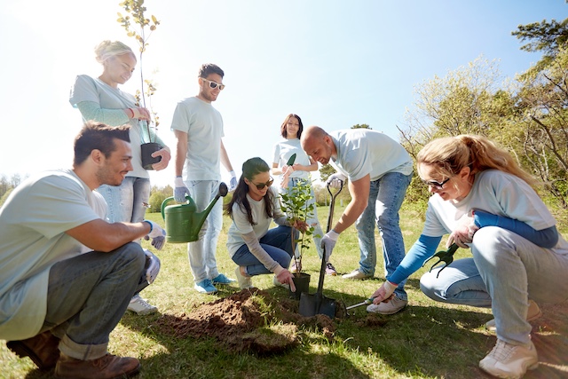 A team of employees work together to plant a tree